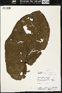 Matisia obliquifolia image