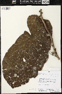Matisia obliquifolia image