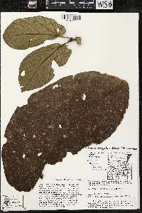 Matisia obliquifolia image