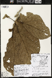 Matisia obliquifolia image