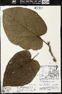 Matisia obliquifolia image