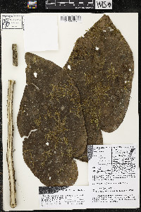 Matisia obliquifolia image