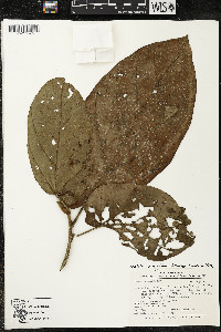 Matisia obliquifolia image
