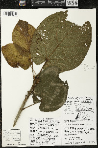 Matisia obliquifolia image