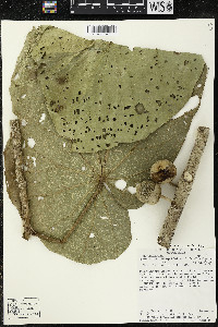 Matisia obliquifolia image