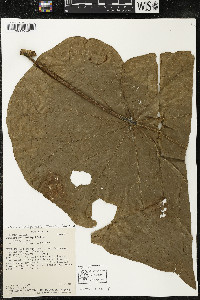 Matisia obliquifolia image