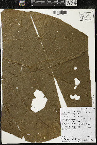 Matisia obliquifolia image