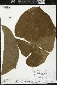 Matisia obliquifolia image