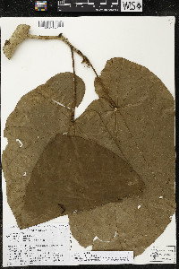 Matisia obliquifolia image