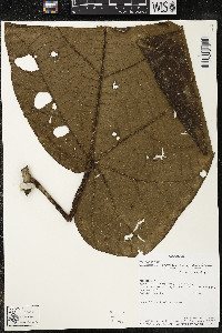 Matisia obliquifolia image
