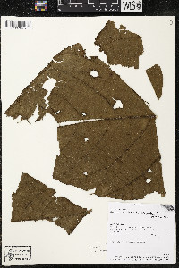 Matisia obliquifolia image