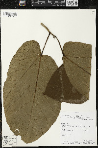 Matisia obliquifolia image