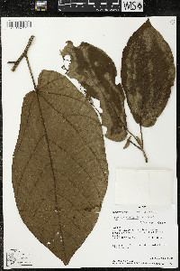 Matisia obliquifolia image