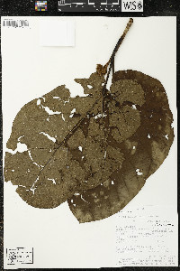 Matisia obliquifolia image