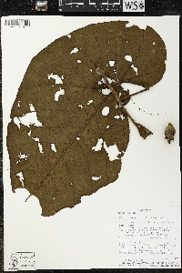 Matisia obliquifolia image