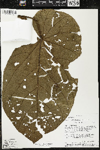 Matisia obliquifolia image