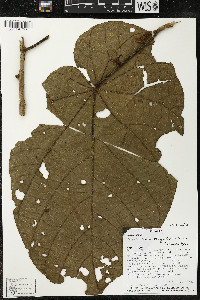 Matisia obliquifolia image