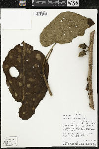 Matisia obliquifolia image