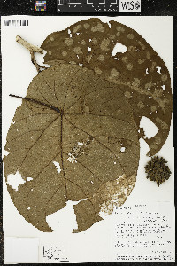 Matisia obliquifolia image