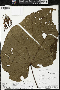 Matisia obliquifolia image