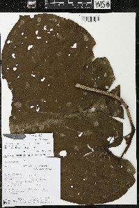 Matisia obliquifolia image