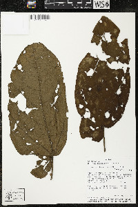 Matisia obliquifolia image