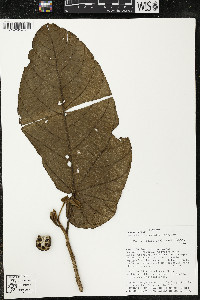 Matisia obliquifolia image