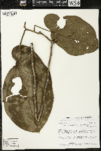Matisia obliquifolia image
