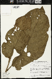 Matisia obliquifolia image
