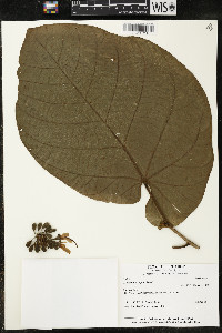 Matisia obliquifolia image