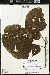 Matisia obliquifolia image