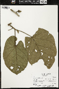 Matisia obliquifolia image
