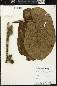 Matisia obliquifolia image