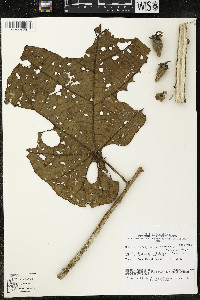 Matisia obliquifolia image