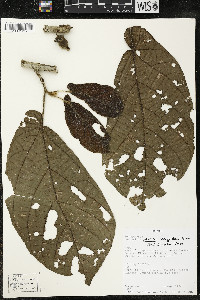 Matisia obliquifolia image
