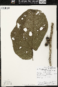 Matisia obliquifolia image