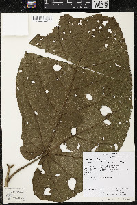 Matisia obliquifolia image