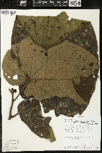 Matisia obliquifolia image