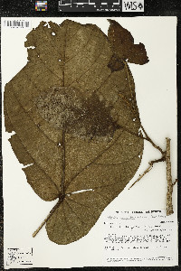 Matisia obliquifolia image