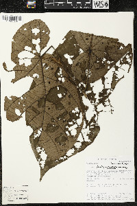 Matisia obliquifolia image