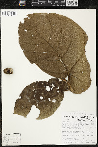 Matisia obliquifolia image