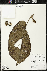 Matisia obliquifolia image