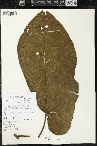 Matisia obliquifolia image