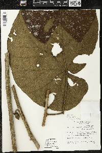 Matisia obliquifolia image