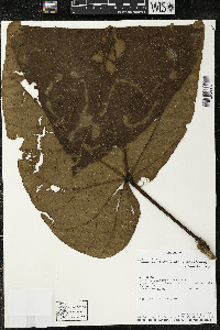 Matisia obliquifolia image
