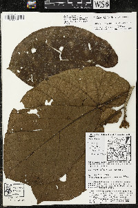 Matisia obliquifolia image
