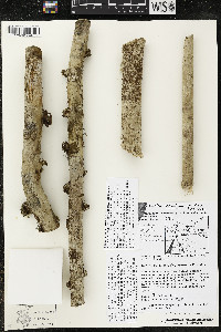 Matisia obliquifolia image