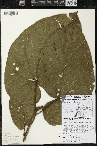 Matisia obliquifolia image
