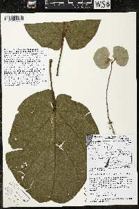 Matisia obliquifolia image