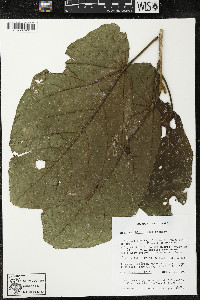 Matisia obliquifolia image